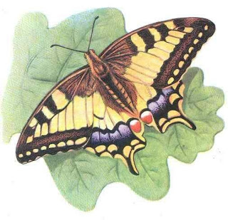 fluture